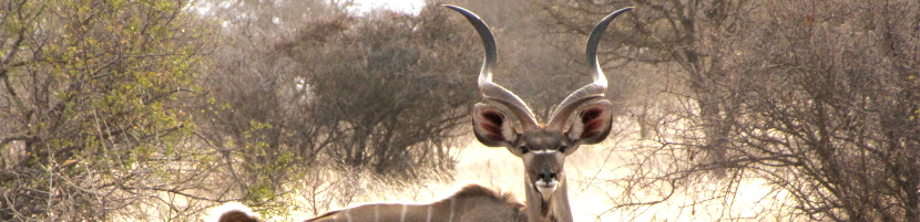 kudu Zuid-Afrika