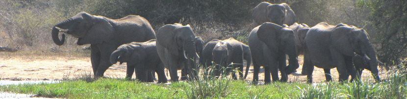 olifanten Z-Afrika